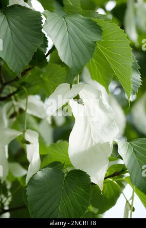 Davidia involucrata Vilmoriniana de Vilmorin, Milchbaum, Blumen zwischen zwei weißen Armbändern Stockfoto