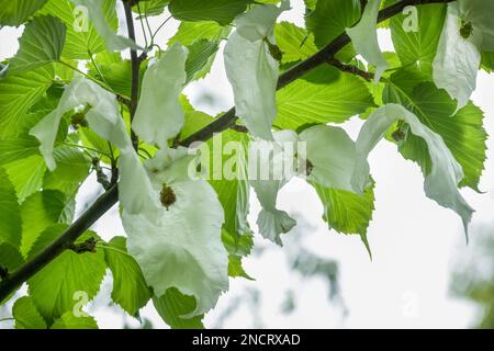 Davidia involucrata Vilmoriniana de Vilmorin, Milchbaum, Blumen zwischen zwei weißen Armbändern Stockfoto