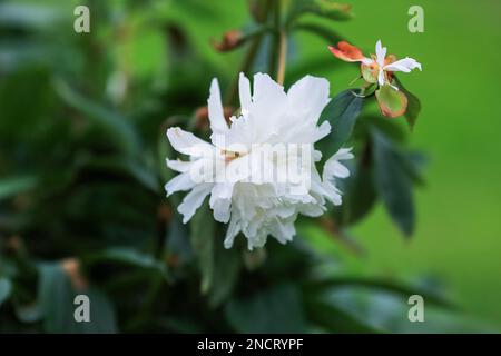 Die Pfingstrose oder Päonie ist eine Blütenpflanze der Gattung Paeonia die einzige Gattung der Familie Paeoniaceae Peonies ist in Asien, Europa und Weste heimisch Stockfoto