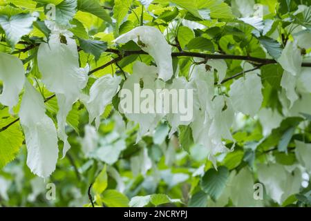 Davidia involucrata Vilmoriniana de Vilmorin, Milchbaum, Blumen zwischen zwei weißen Armbändern Stockfoto