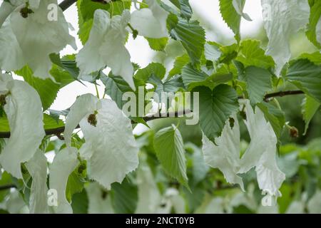 Davidia involucrata Vilmoriniana de Vilmorin, Milchbaum, Blumen zwischen zwei weißen Armbändern Stockfoto