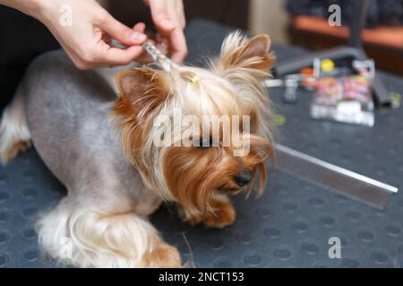 Yorkshire Terrier-Hund wird in der Tierklinik gepflegt. Porträt eines süßen kleinen Welpen auf einem Tisch im Friseursalon Stockfoto