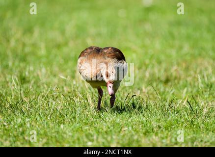 Ägyptische Gans auf einer Wiese. Alopochen aegyptiaca. Wildvögel in natürlicher Umgebung. Stockfoto
