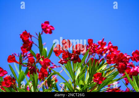 Rot blühender Oleander mit blauem Himmelshintergrund. Nerium Oleander. Stockfoto