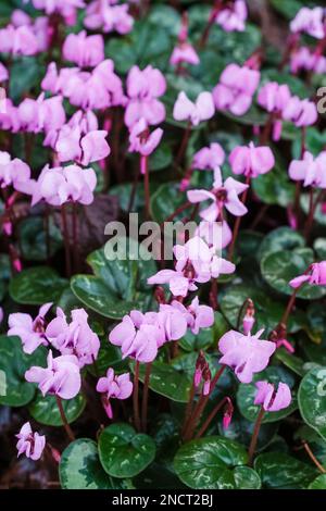 Cyclamen Coum, Hardy Cyclamen, mehrjährige, silberbeschichtete dunkelgrüne Blätter, rosa Blüten Stockfoto