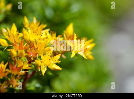 Die gelben Blumen von Palmers Stonekrop. Blühende Pflanze aus der Nähe. Sedum Palmeri. Stockfoto