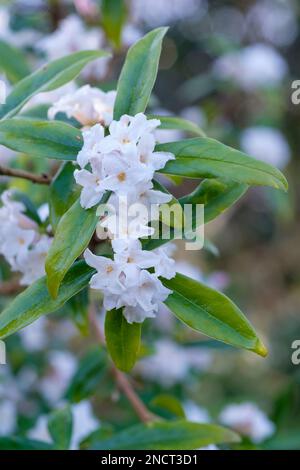 Winterblühender Strauß Daphne Bholua Alba, Papier Daphne Alba, nepalesische Papierfabrik Alba Stockfoto