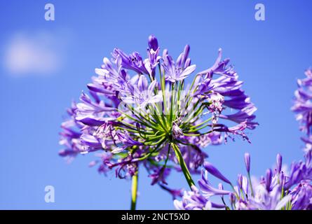 Afrikanische Lilie aus der Nähe. Blühende Pflanze mit einer großen lila Blume. Agapanthus. Stockfoto