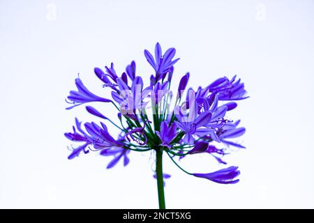 Afrikanische Lilie aus der Nähe. Blühende Pflanze mit einer großen lila Blume. Agapanthus. Stockfoto