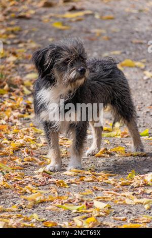 Ein vertikales Bild eines süßen, flauschigen Miniatur Schnauzer-Hundes im Park mit gelben Blättern auf dem Boden Stockfoto