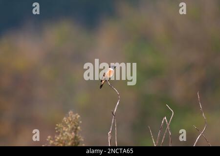 Kleine Vögel, die sich im Wald umsehen, europäisches Stonechat, Saxicola rubicola Stockfoto