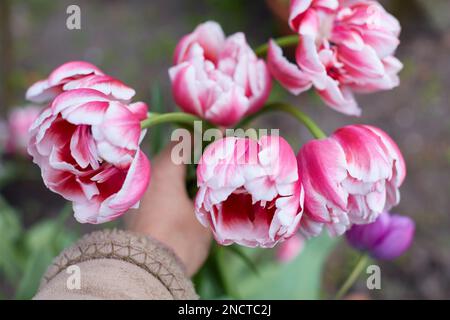 Weiße und rosafarbene Tulpen in der Hand. Nahaufnahme. Stockfoto