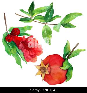 Aquarell, handgezeichnet, mit frischen Früchten - Granatäpfel. Süße rote Früchte, grüner Zweig, Blume in natürlichem Stil, isoliert im Hintergrund. Stockfoto