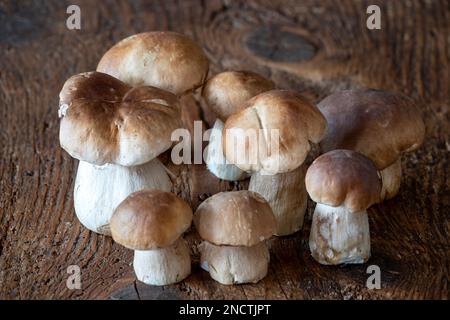 Porcini-Pilze Auf Rustic Wood Stockfoto