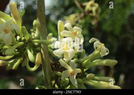 Dies ist die Blume des Papaya-Baums. Die Papaya ist ein kleiner, dünn verzweigter Baum, der in der Regel mit einem einzelnen Stamm wächst, der von 5 bis 10 m (16 bis 33 Fuß) hoch ist. Stockfoto