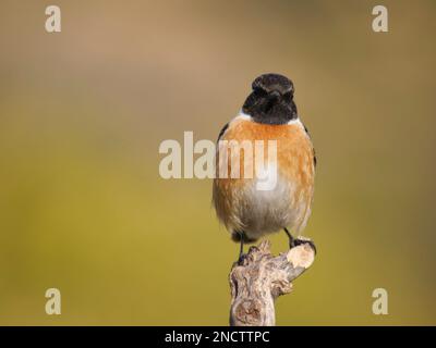 Stonechat - männlich Saxicola rubicola Valencia, Spanien BI035302 Stockfoto