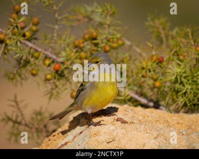 Citril Finch Carduelis citrinella Valencia, Spanien BI035327 Stockfoto