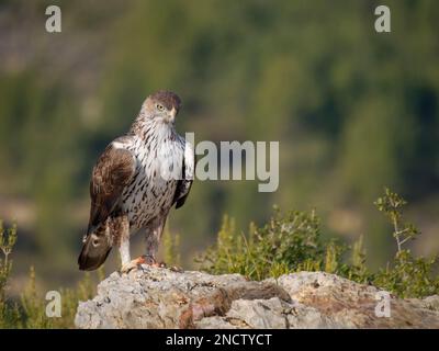 Bonellis Eagle – Männlich mit Beute (Rotbein-Rebhuhn) Aquila fasciata Valencia, Spanien BI035380 Stockfoto