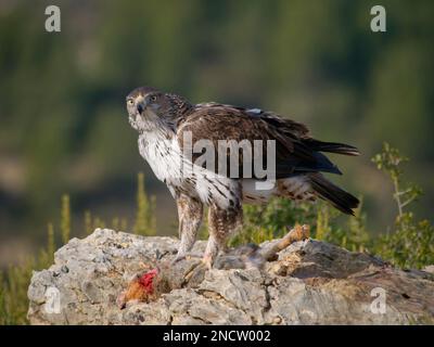 Bonellis Eagle – Männlich mit Beute (Rotbein-Rebhuhn) Aquila fasciata Valencia, Spanien BI035430 Stockfoto