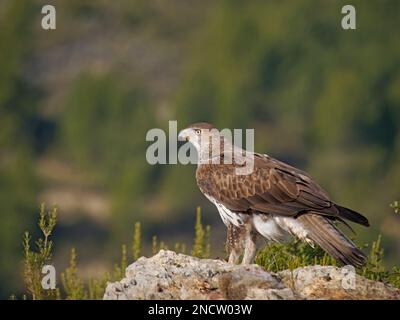 Bonellis Eagle – Männlich mit Beute (Rotbein-Rebhuhn) Aquila fasciata Valencia, Spanien BI035444 Stockfoto