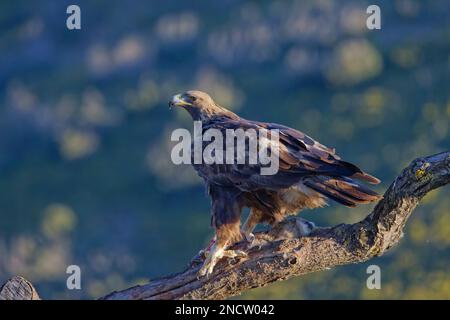 Goldener Adler – weiblich mit Beute (Kaninchen) Aquila chrysaetos Valencia, Spanien BI035447 Stockfoto