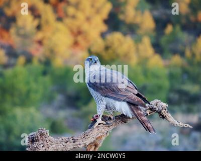 Goshawk - weibliche Ernährung von Rotbein-Partridge Accipiter gentilis Valencia, Spanien BI035499 Stockfoto