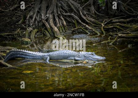 Amerikanischer Alligator (Alligator mississippiensis), der in der Zypressenwurzel im Sumpf liegt, Big Cypress National Reserve, Florida, Vereinigte Staaten. Stockfoto