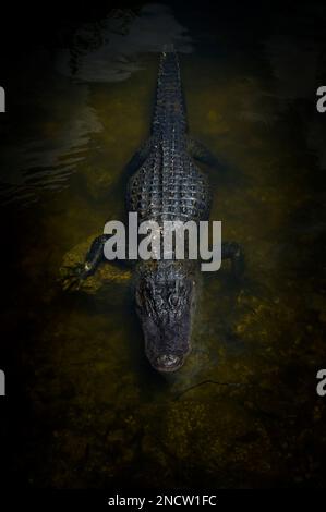 Amerikanischer Alligator (Alligator mississippiensis), versteckt im dunklen Wasser, von oben gesehen, Big Cypress National Reserve, Florida USA. Stockfoto