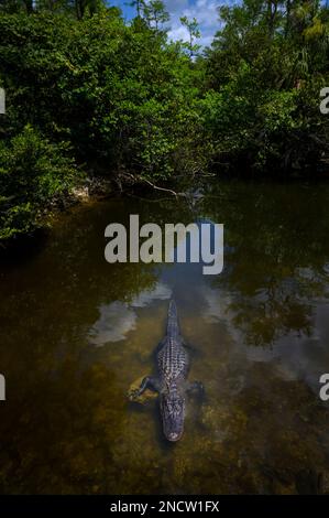 Amerikanischer Alligator (Alligator mississippiensis), der im Mangrovensumpf im Wasser liegt, Big Cypress National Reserve, Florida, USA. Stockfoto