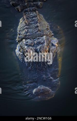 Amerikanischer Alligator (Alligator mississippiensis) aus nächster Nähe im dunklen Wasser, von oben gesehen, Big Cypress National Reserve, Florida USA. Stockfoto