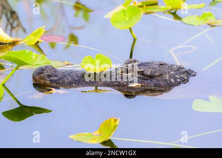 Amerikanischer Alligator (Alligator mississippiensis), der sich im Wasser zwischen lilly-Pflanzen, dem Everglades-Nationalpark, Florida, USA versteckt. Stockfoto