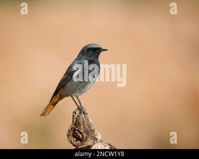 Black Redstart - männlicher Phoenicurus ochruros Valencia, Spanien BI035529 Stockfoto