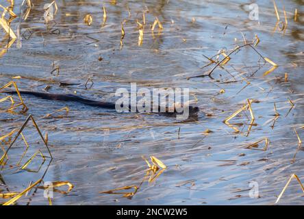 Ausgewachsener eurasischer Otter (Lutra lutra) im Schilf am Bodenham Lake Herefordshire UK, Januar 2023. Stockfoto