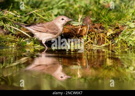 Garden Warbler (Sylvia Borin) sitzt im Frühling an einem Teich. Stockfoto