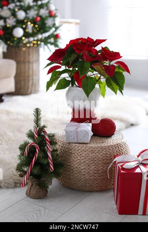 Wunderschöne Poinsettia, dekorativer Baum und Geschenkboxen im Innenbereich. Traditionelle Weihnachtsblume Stockfoto