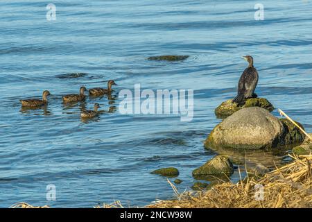 Eine Gruppe Enten grasen im Wasser des Bolsenasees. Ein Kormoran steht auf einem Felsen. Bolsena, Provinz Viterbo, Latium, Italien, Europa Stockfoto