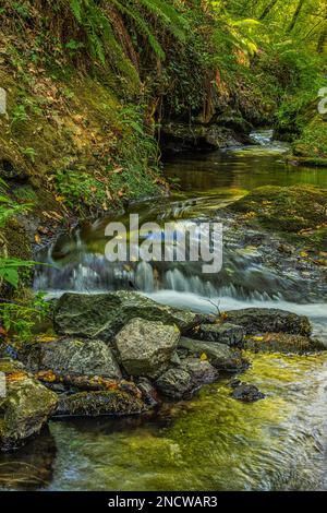 Kleiner Wassersprung eines Gebirgsbachs zwischen grünen mossigen Felsen und gelben Herbstblättern im Wald im November Abruzzen, Italien, Europa Stockfoto