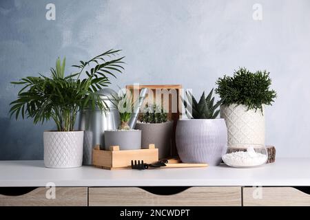 Verschiedene Zimmerpflanzen in Töpfen mit Gartengeräten auf einem weißen Tisch Stockfoto