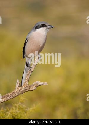 Iberian Grey Shrike Lanius meridionalis Valencia, Spanien BI035625 Stockfoto