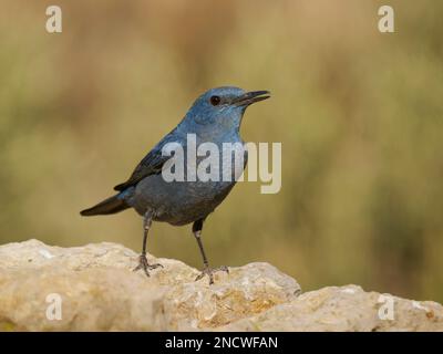Blue Rock Thrush Monticola solitarius Valencia, Spanien BI035642 Stockfoto