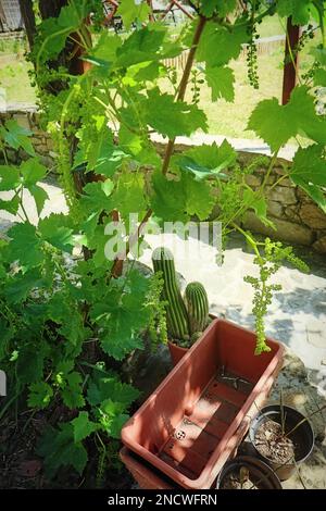 Frühling im Garten: Töpfe bereit für Pflanzen und die ersten Trauben auf dem Weinberg Stockfoto