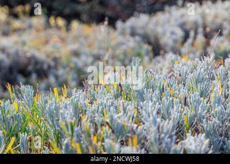 Nahaufnahme von Rosmarinpflanzen, die auf einem Feld wachsen. Speicherplatz kopieren. Selektiver Fokus Stockfoto