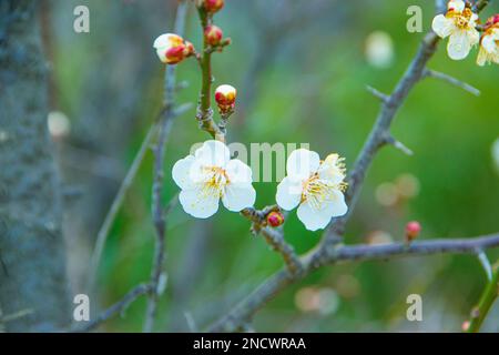 Ein Zweig eines blühenden Obstbaums. Rosa und rote stilisierte Blüten von Pflaume mei, wilden Aprikosen und Sakura. Aquarell- und Tintendarstellung in Style Sum Stockfoto