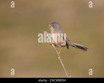 Dartford Warbler Sylvia undata Valencia, Spanien BI035842 Stockfoto