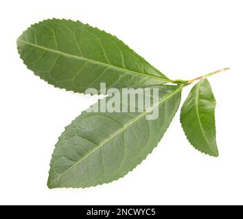 Camellia sinensis-Zweig isoliert auf weißem Hintergrund. Frische Teepflanzenblätter Stockfoto