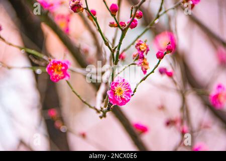 Ein Zweig eines blühenden Obstbaums. Rosa und rote stilisierte Blüten von Pflaume mei, wilden Aprikosen und Sakura. Aquarell- und Tintendarstellung in Style Sum Stockfoto