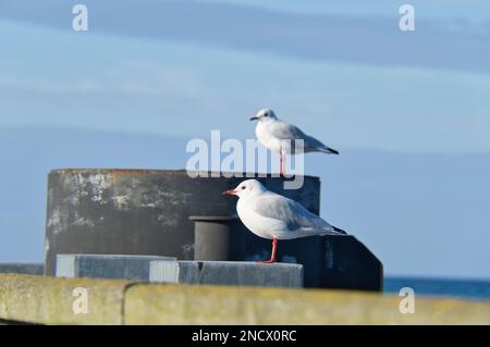 Möwe auf dem Steg an der Ostsee am Meer. Der Vogel blickt in den Sonnenuntergang. Das Gefieder in weiß und grau schwarz. Ein Tierfoto von Möwen auf der Straße Stockfoto