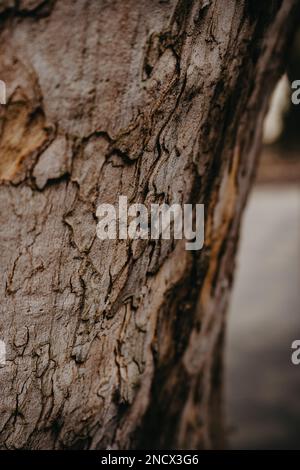 Die Rinde des Platanenbaums im Wald mit Schatten. Nahaufnahme. Stockfoto