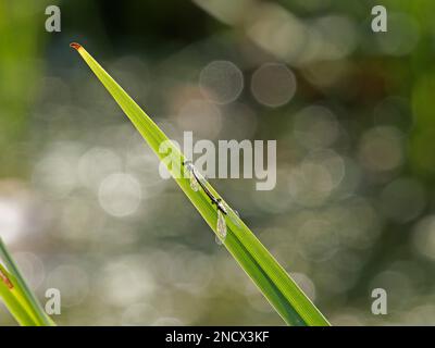 Blauer Damselfly - paarweise Paarung Ischnura elegans Essex, UK IN001378 Stockfoto