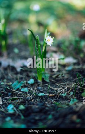 Leucojum vernum, die Schneeflocke im Frühling Stockfoto